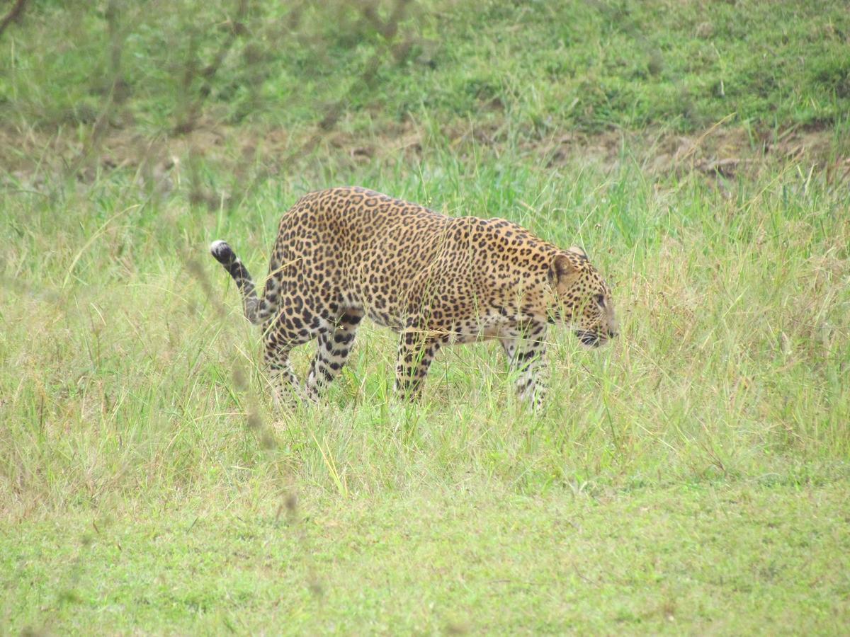 Castle Resort Yala Tissamaharama Eksteriør billede