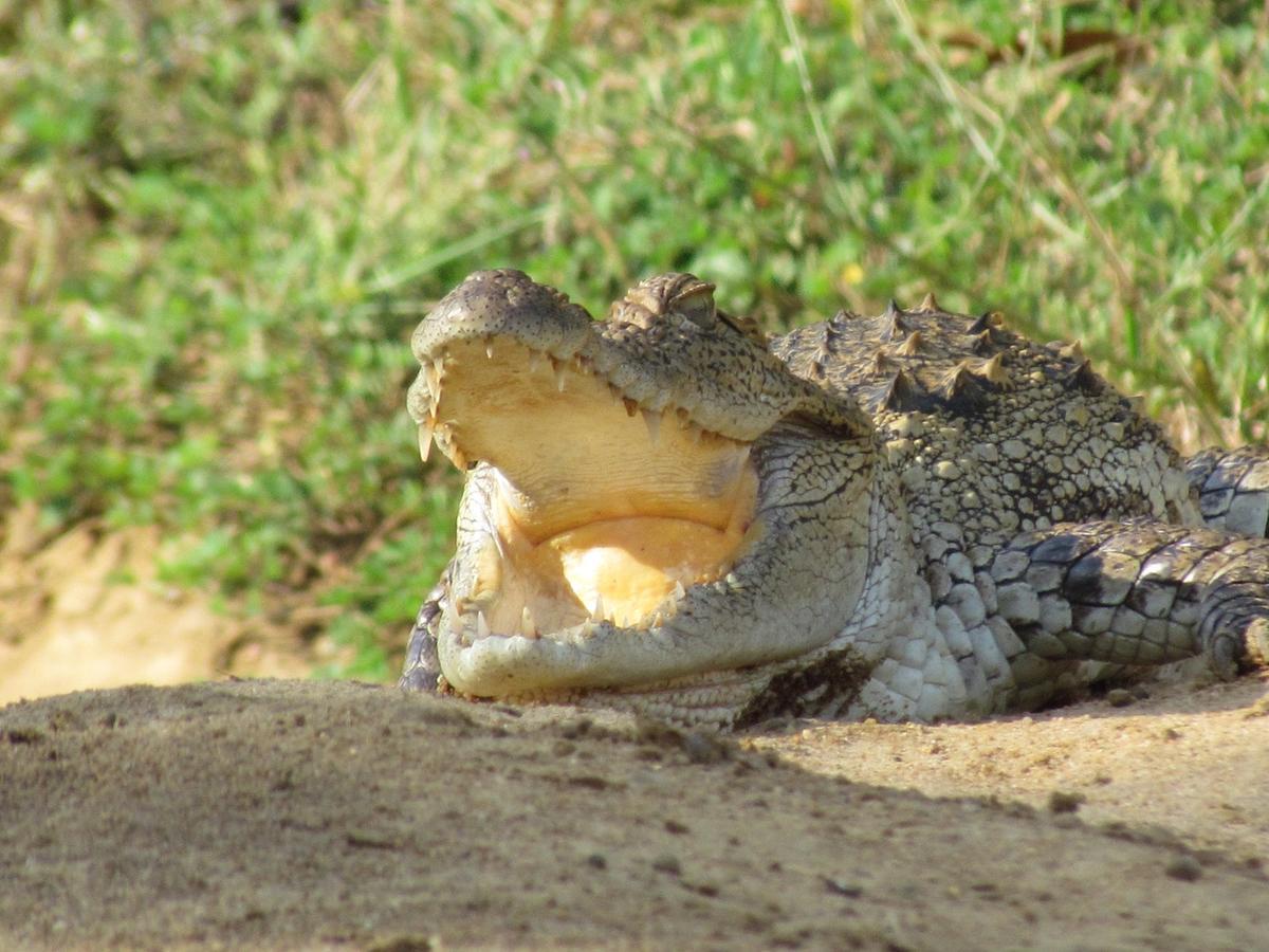 Castle Resort Yala Tissamaharama Eksteriør billede